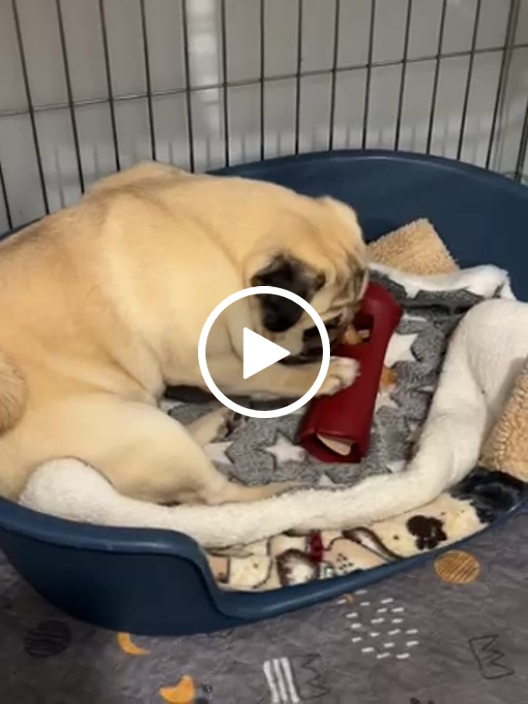 Customer video review of 6 Inch Monster Bully Stick