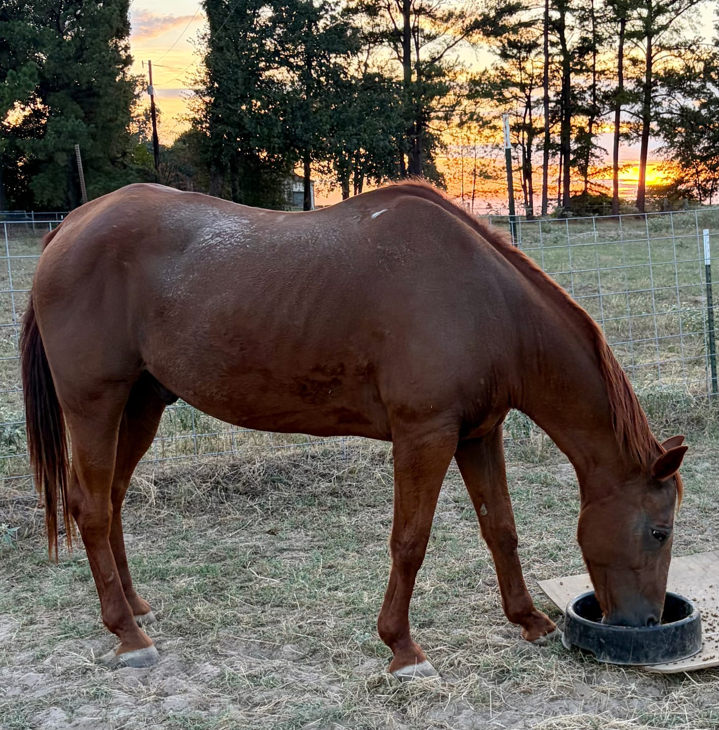 Customer photo review of OptiWize Collagen +Plus Horse Joint Supplement