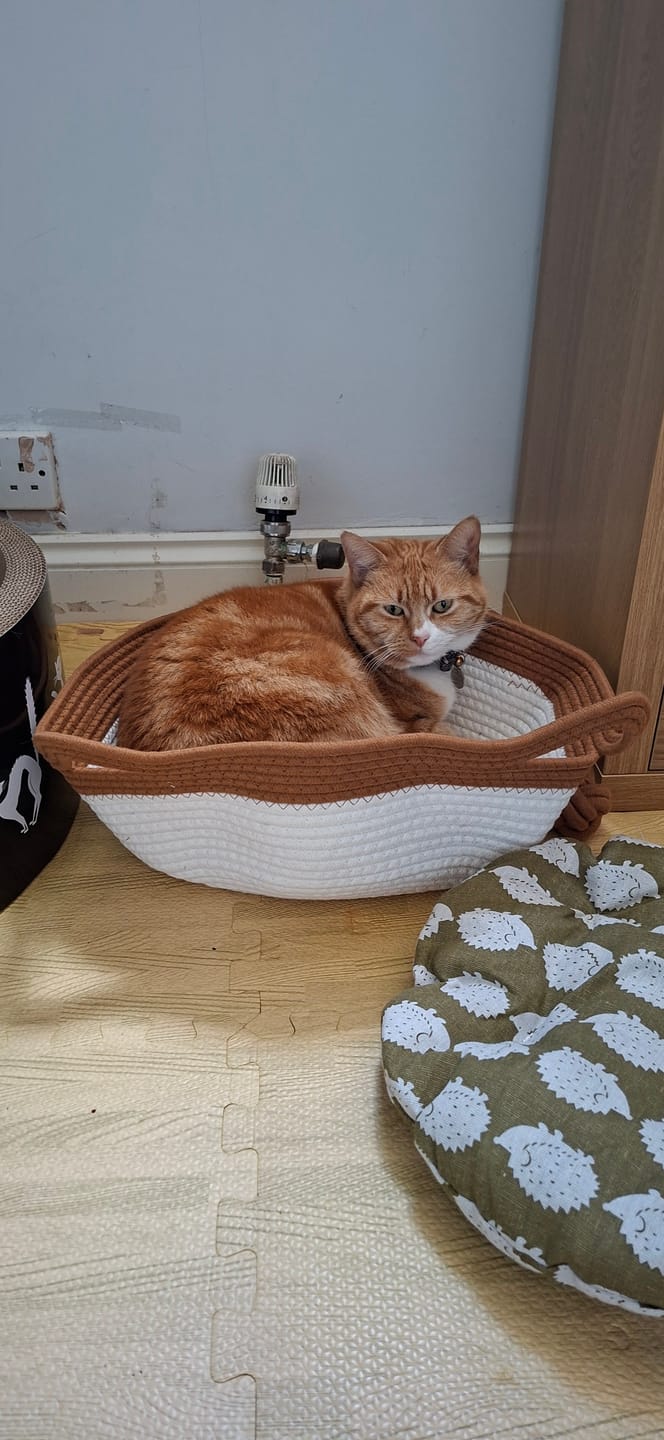 Customer photo review of Instinct Basket | Meet the first research-backed natural territory for indoor cats