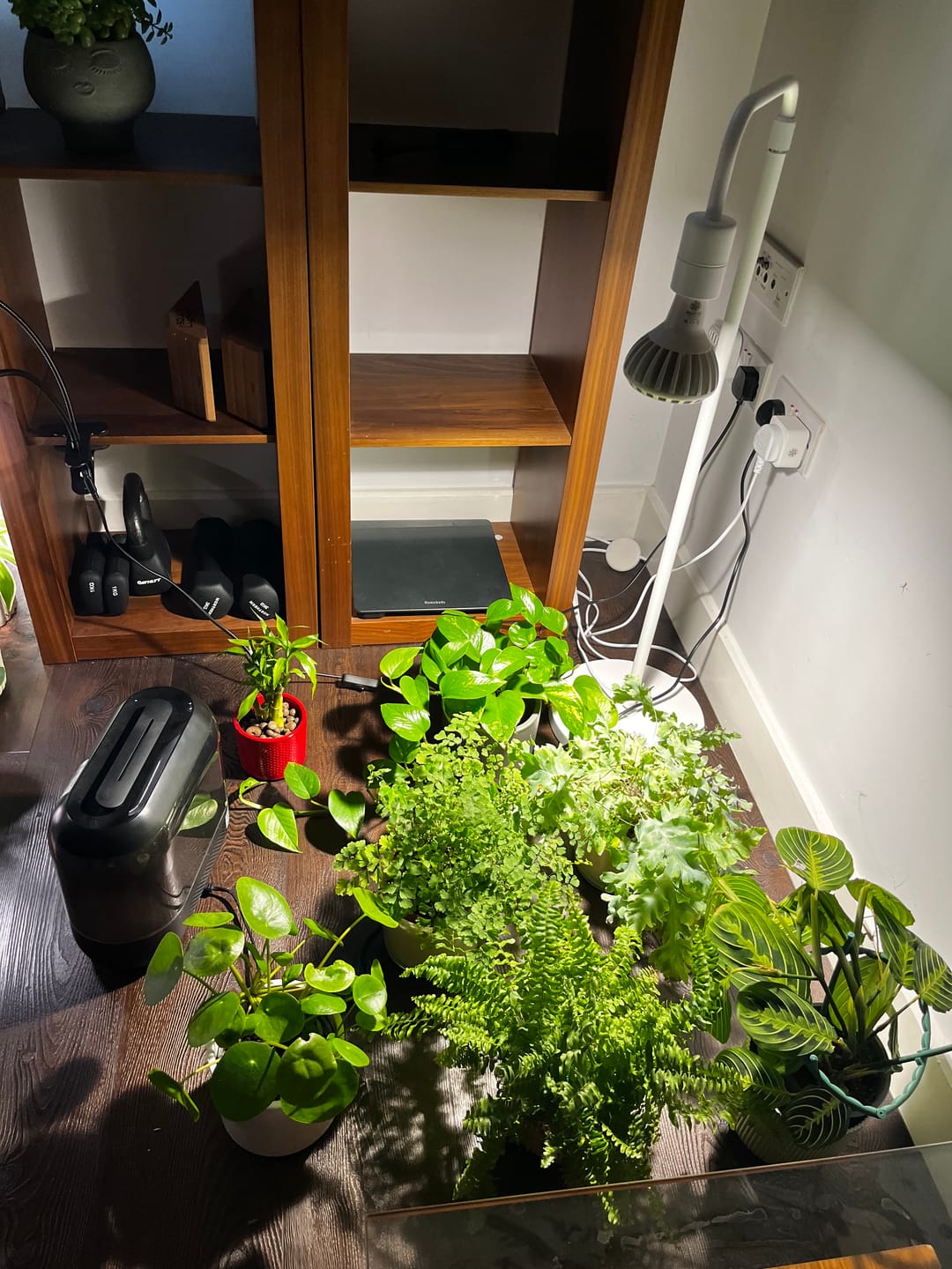 Customer photo review of Pianta Grow Light LED Bulb
