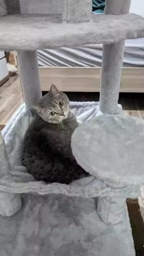 Customer photo review of Grand arbre à chat pour maine coon — Alm
