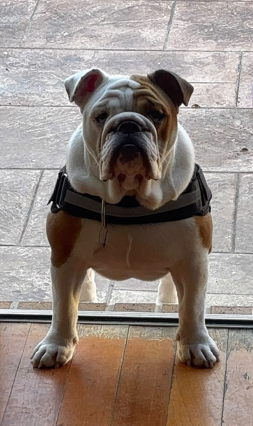 Customer photo review of Dogshood ™ No Pull Harness