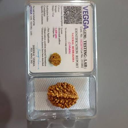 Customer photo review of South India Origin 2 Mukhi Rudraksha – 100% Natural & Certified
