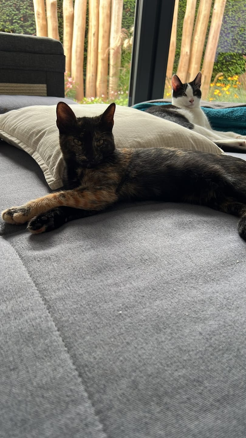 Customer photo review of Katzenklo Schaufel