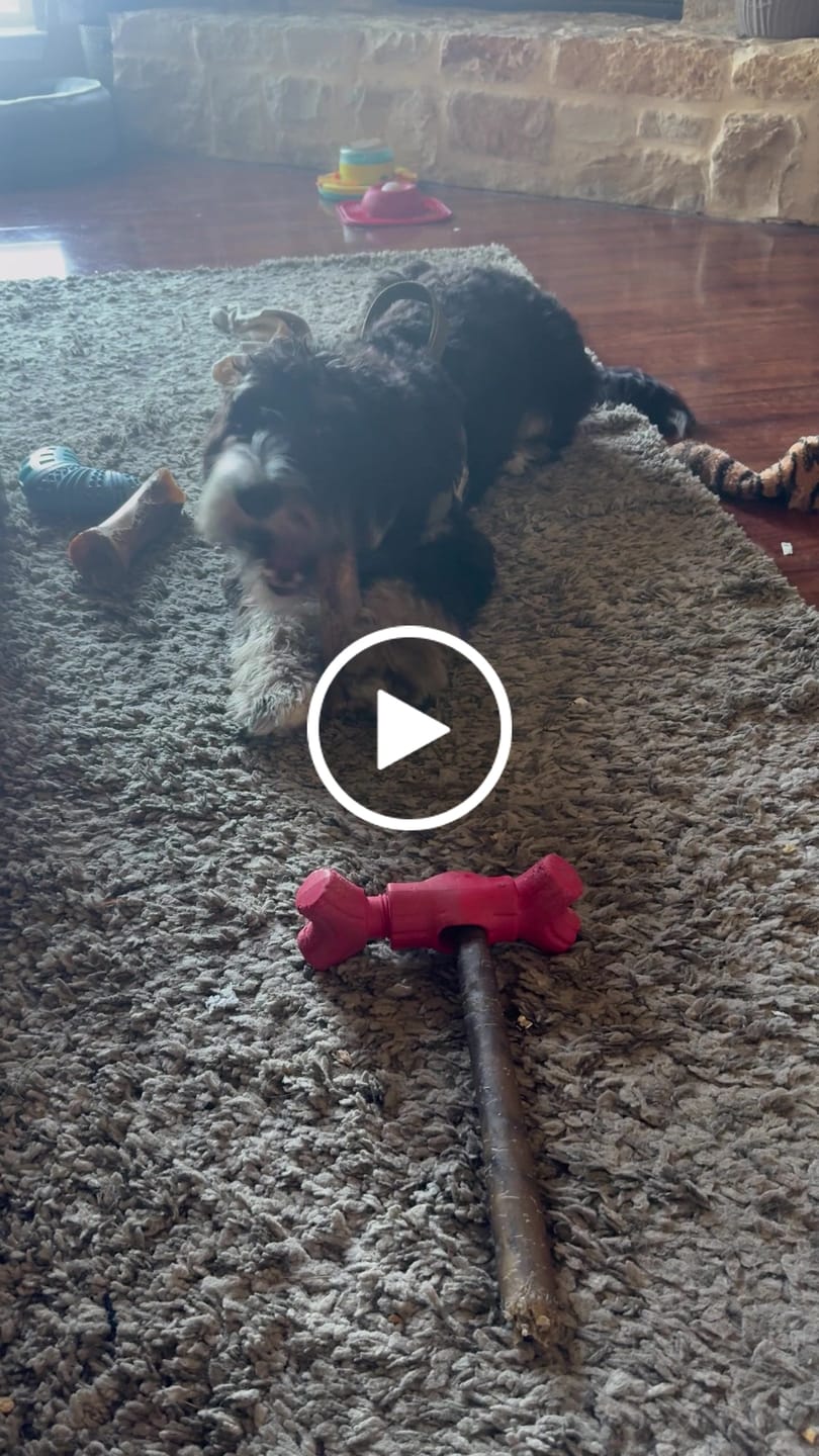 Customer video review of Large Ostrich Cane (11.5" x 5"): The Ultimate Long-Lasting Chew for Medium, Large & XL Dogs