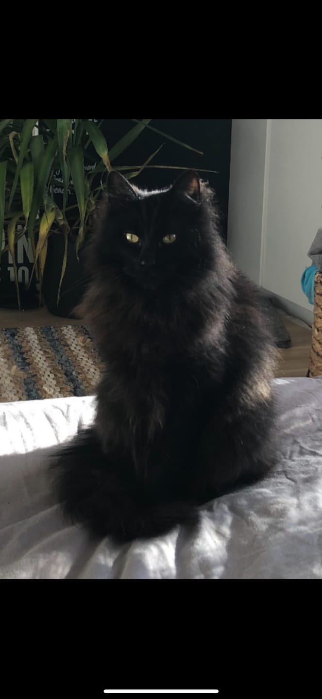Customer photo review of Fit Litter