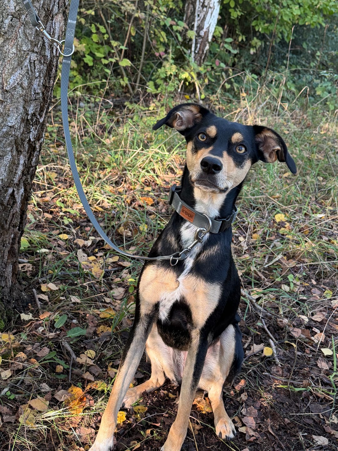 Customer photo review of Waterproof Hundehalsband wasserfest