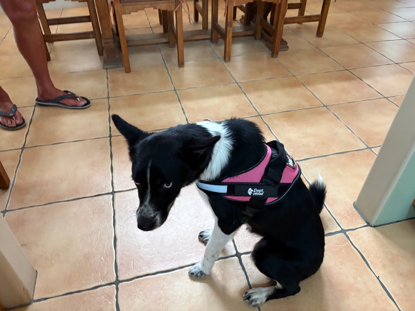 Customer photo review of Dogshood ™ No Pull Harness