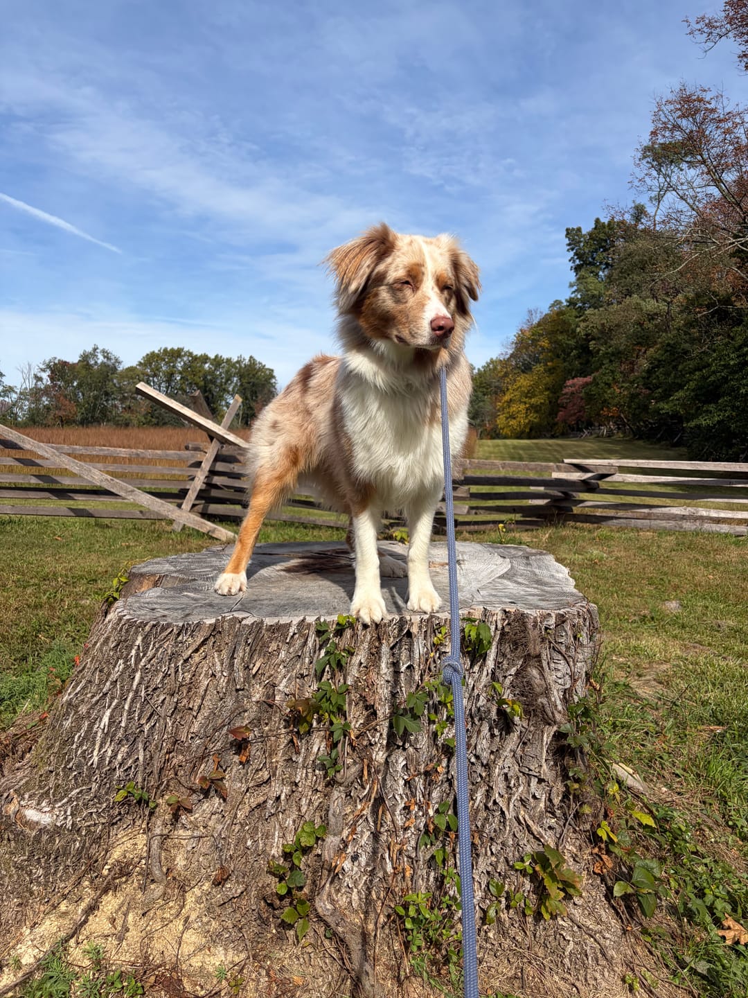 Customer photo review of Pill Buddy — Pill Hiding Treats for Clever Dogs