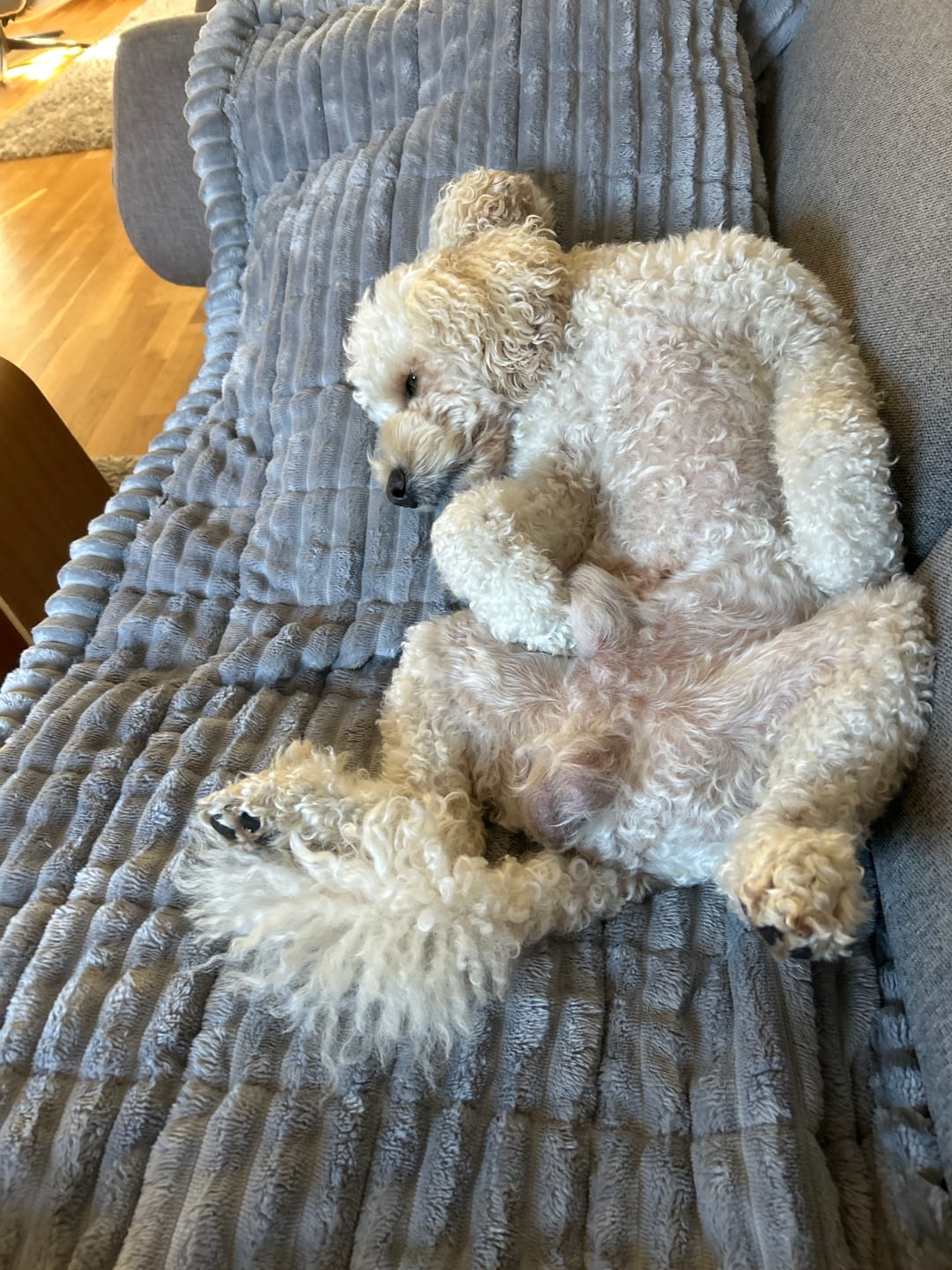 Customer photo review of Koselig Sofatrekk – Hundens favorittplass