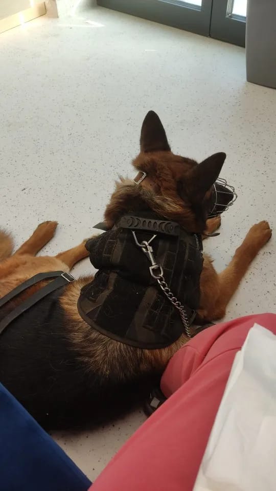 Customer photo review of 2-Piece Big Dog Harness & Lead Set – Heavy Duty Tactical No Pull