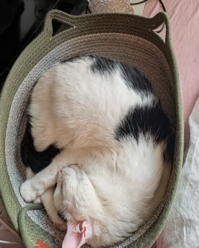 Reviewer's Fellnest Katzenkorb in olivgrün, in dem eine schwarz-weiß gefleckte Katze schläft.