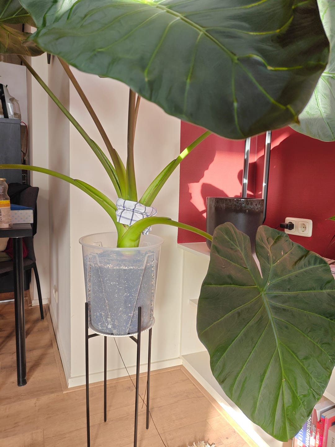 Customer photo review of Large Aroid/Orchid Pots