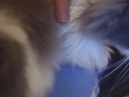Customer photo review of 3 in 1 Electric Dog Trimmer
