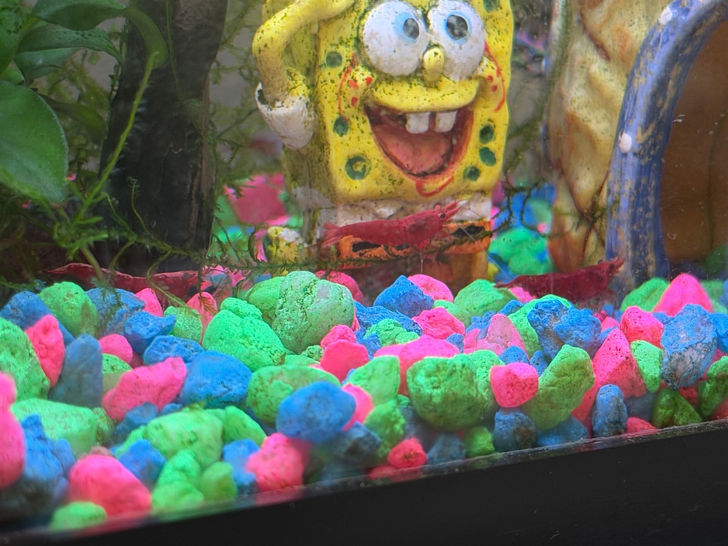 Customer photo review of Neocaridina Skittles Shrimp Pack – Assorted Freshwater Colors