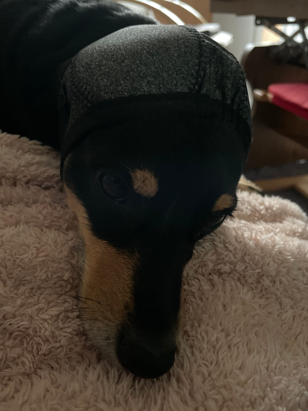 Customer photo review of Beruhigende Ohrenschützer für Hunde