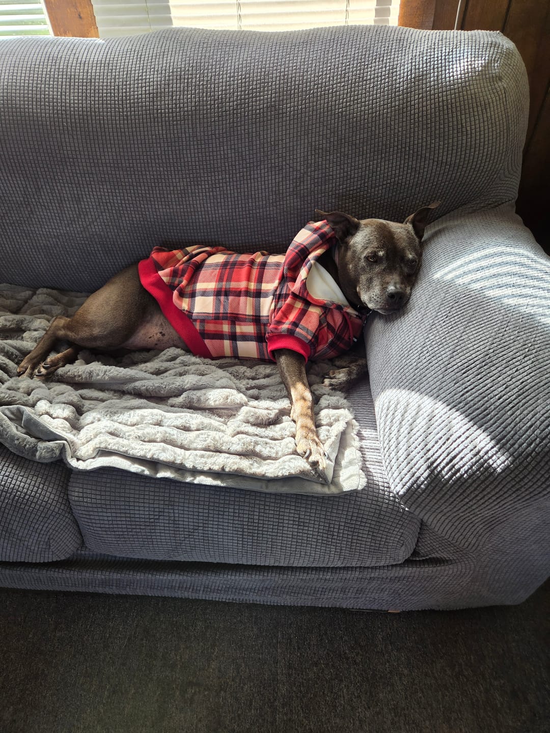 Customer photo review of Red Plaid Dog Hoodie