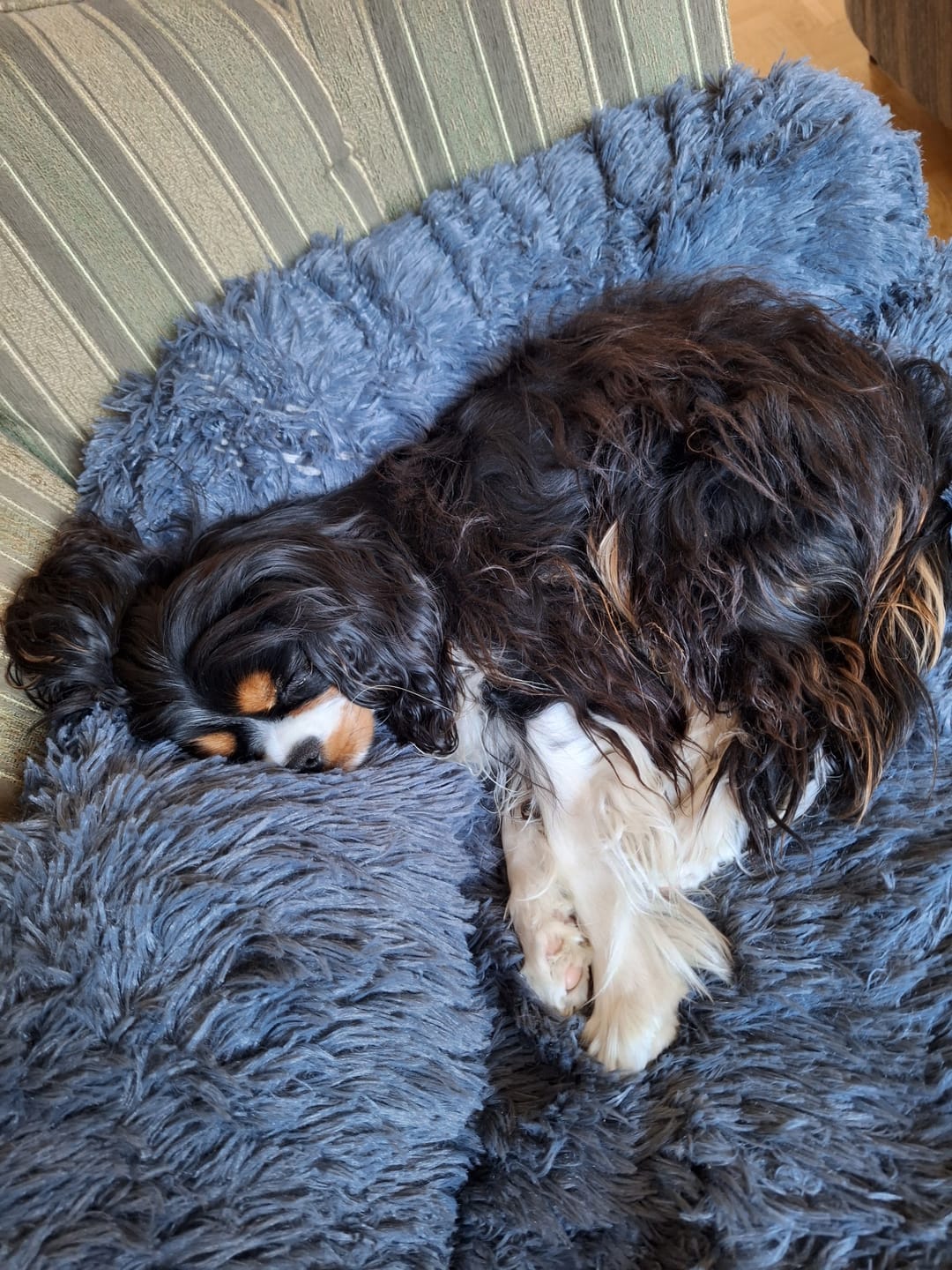 Customer photo review of CalmCouch - Motverkar ångest & skyddar din soffa