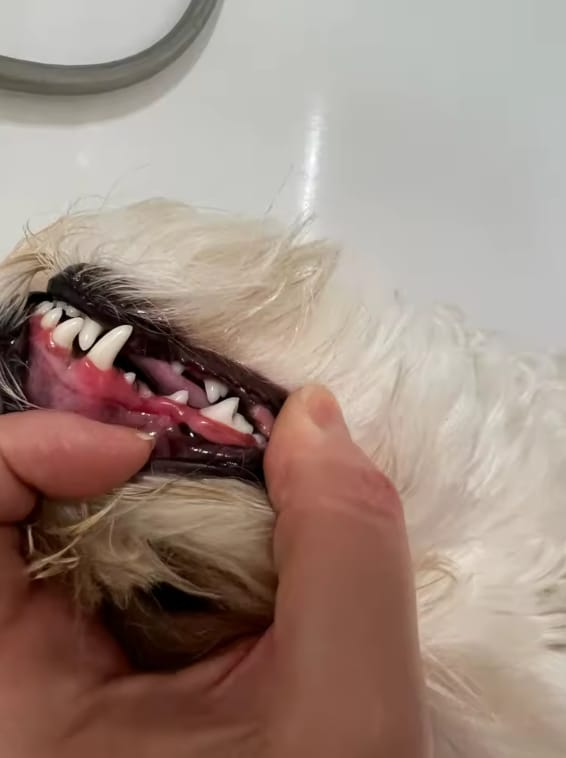 Customer photo review of Bright Bite™ — Pet Dental Cleaner