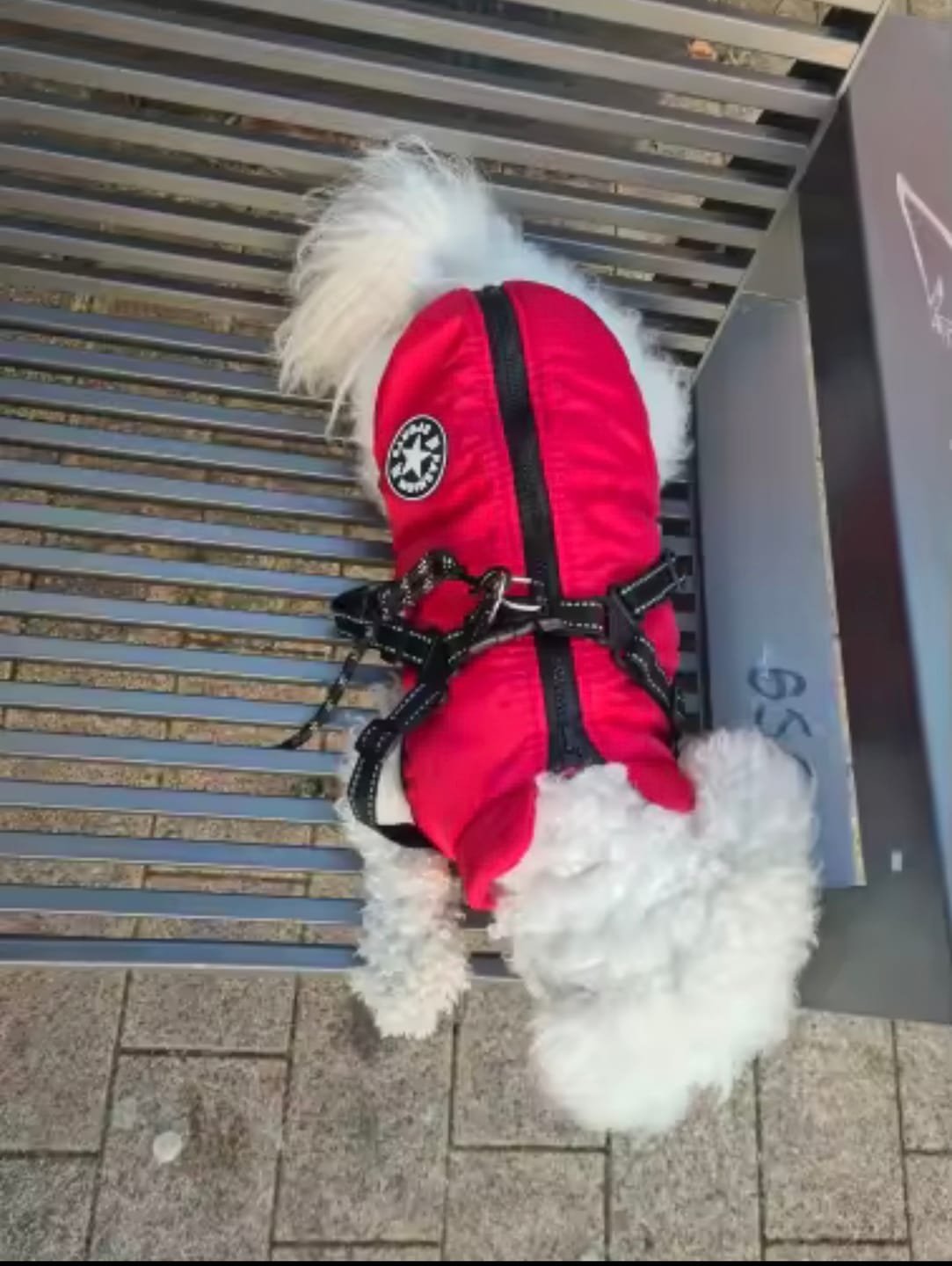 Customer photo review of TassVarm™ – Varm hundjacka med sele