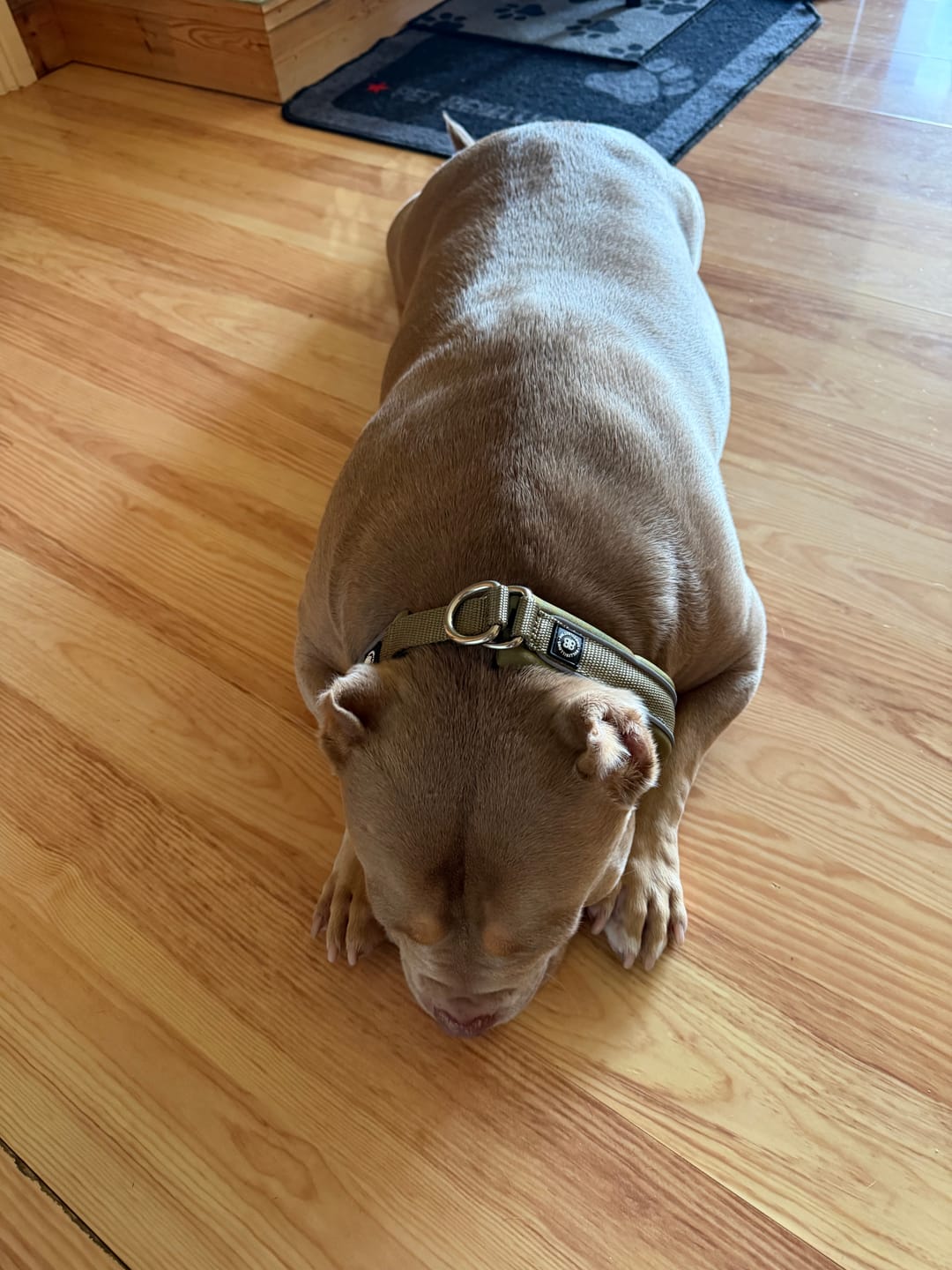 Customer photo review of 3cm Slip on Collar | Foam Padded - Khaki