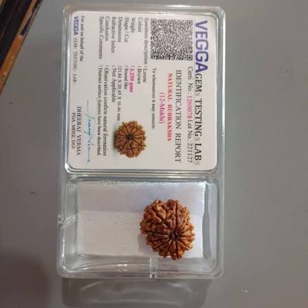 Customer photo review of Nepal Origin 12 Mukhi Rudraksha – 100% Natural & Certified