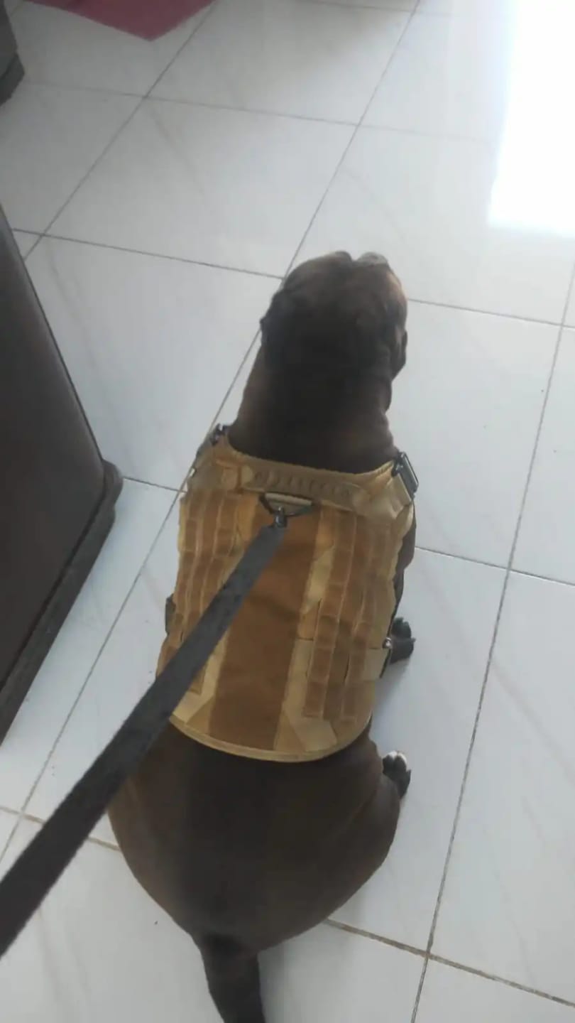 Customer photo review of 2-Piece Big Dog Harness & Lead Set – Heavy Duty Tactical No Pull