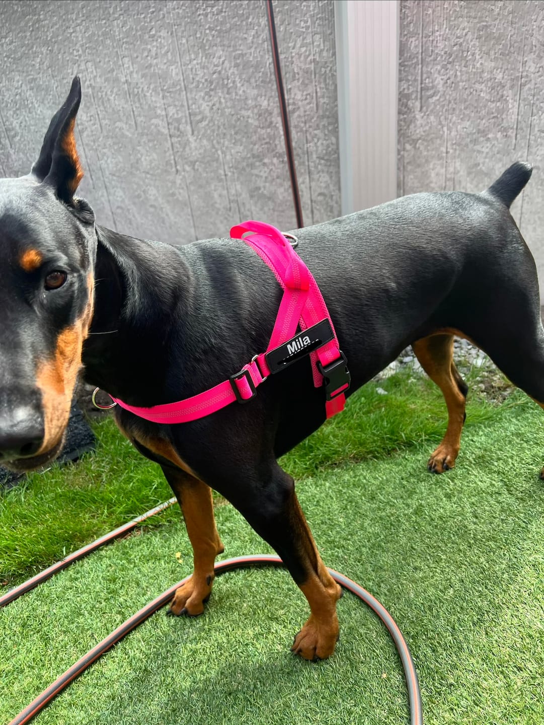 Customer photo review of SafeWalk® No-Pull Dog Harness