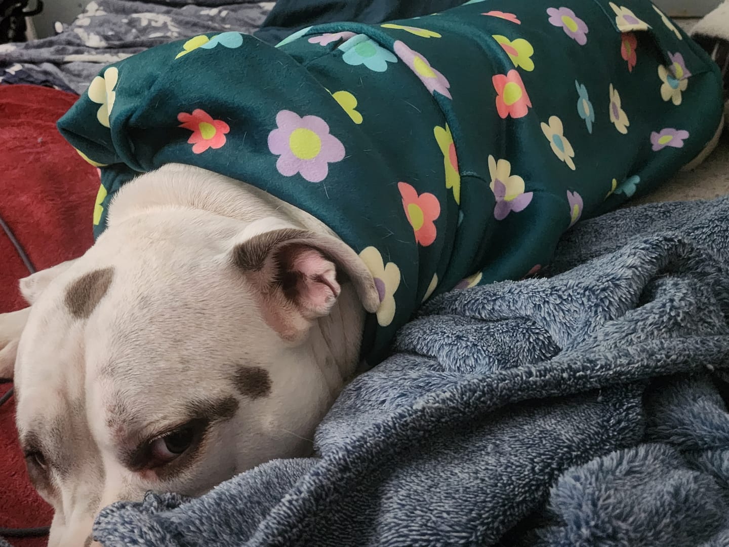 Customer photo review of Daisy Dog Hoodie - Green
