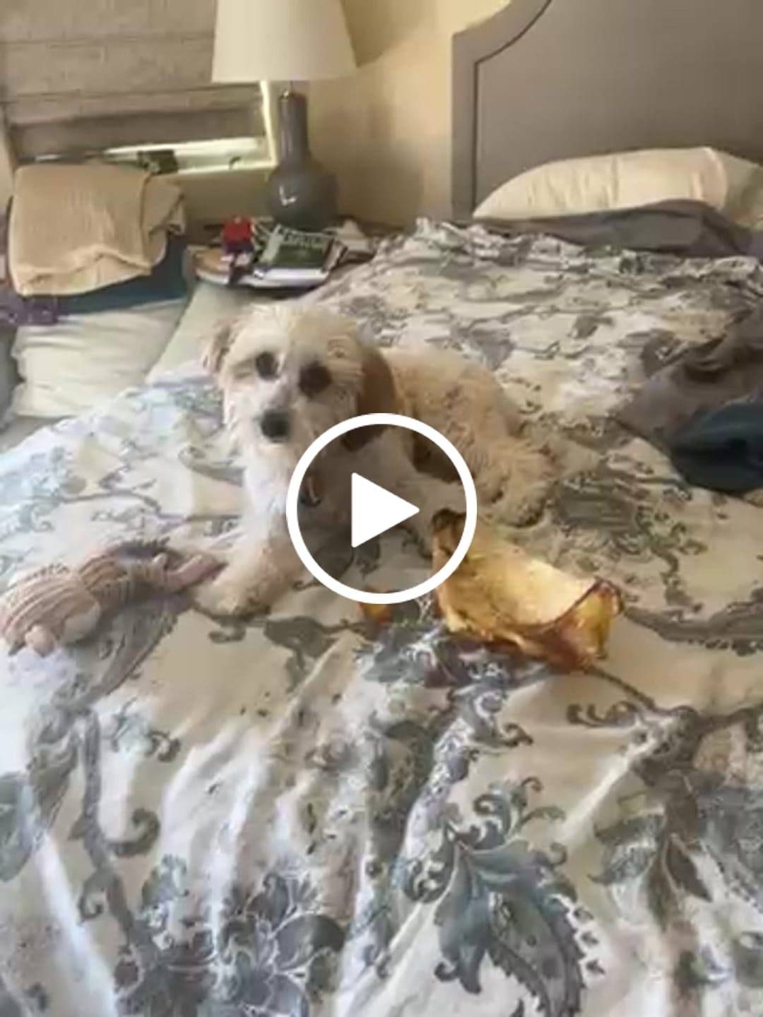 Customer video review of Chest Bone (11" x 6"x 3”): The Durable, Flavor-Packed Chew for Light and Moderate Chewers