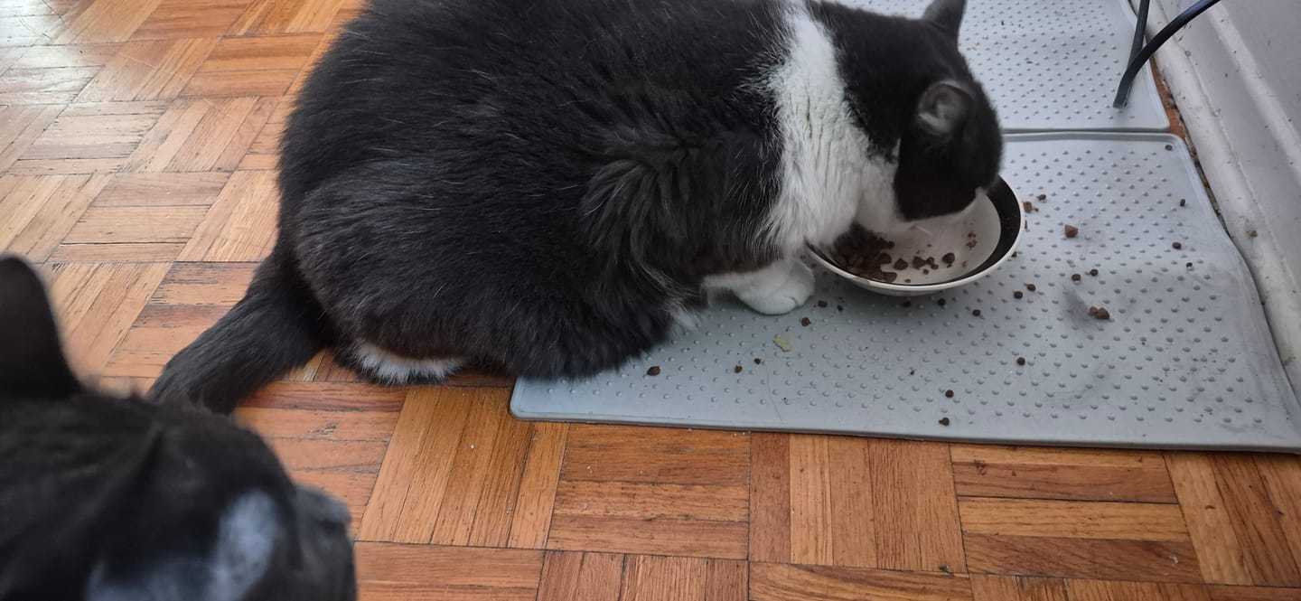 Customer photo review of NutriSource - Croquettes pour Chat