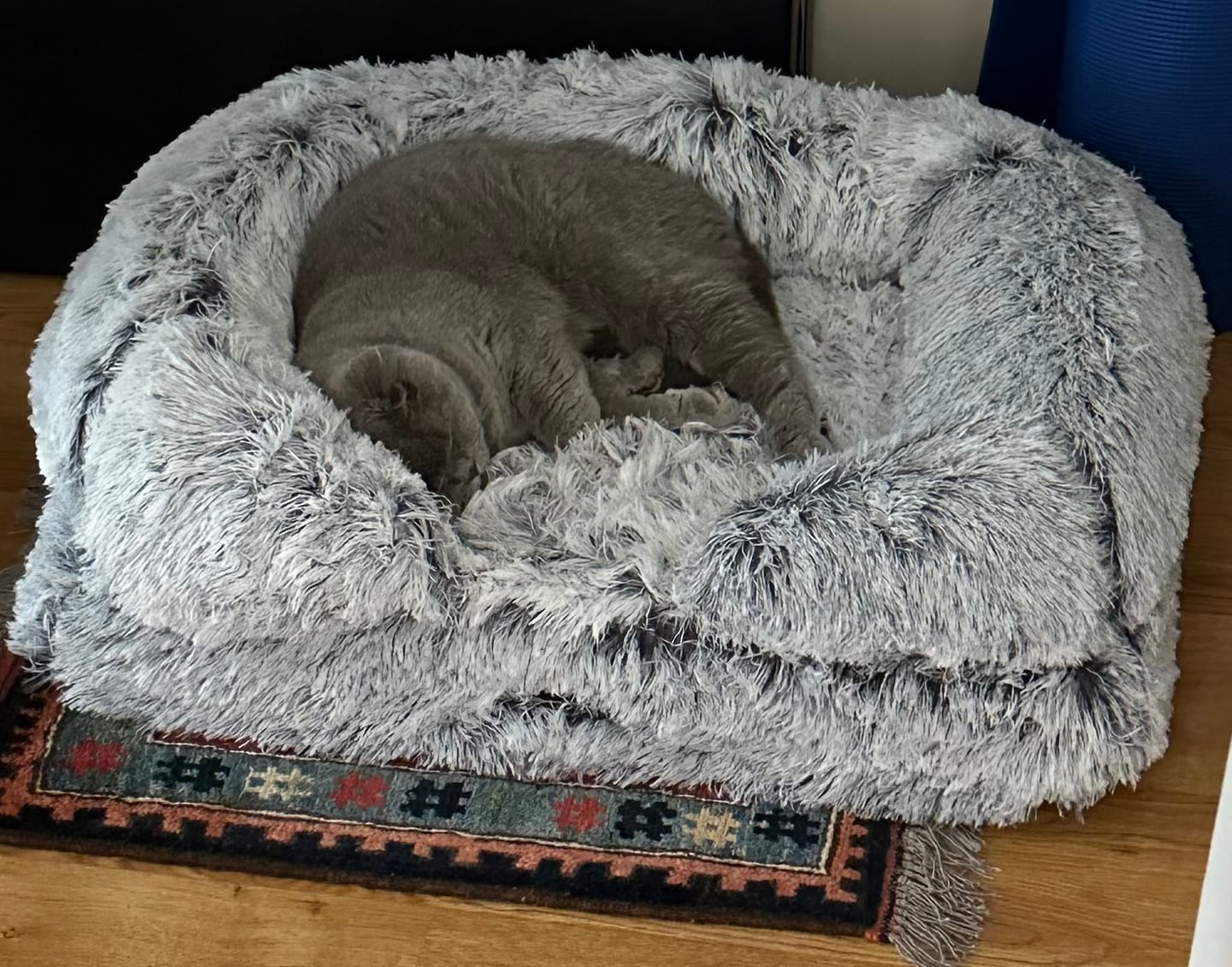 Customer photo review of Orthopaedic Cat Bed - Plush Comfort