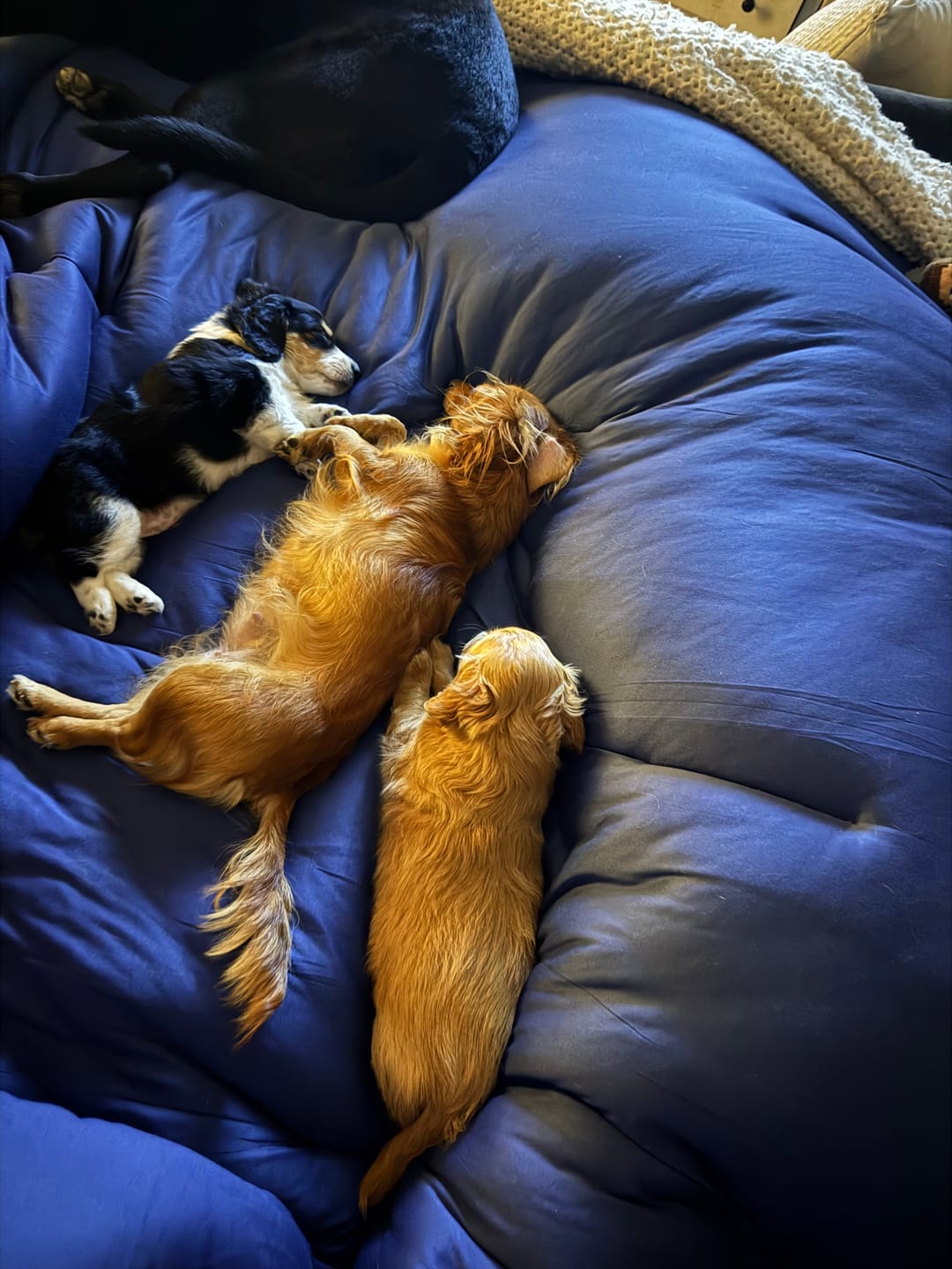 Customer photo review of MarshMellow Comforter