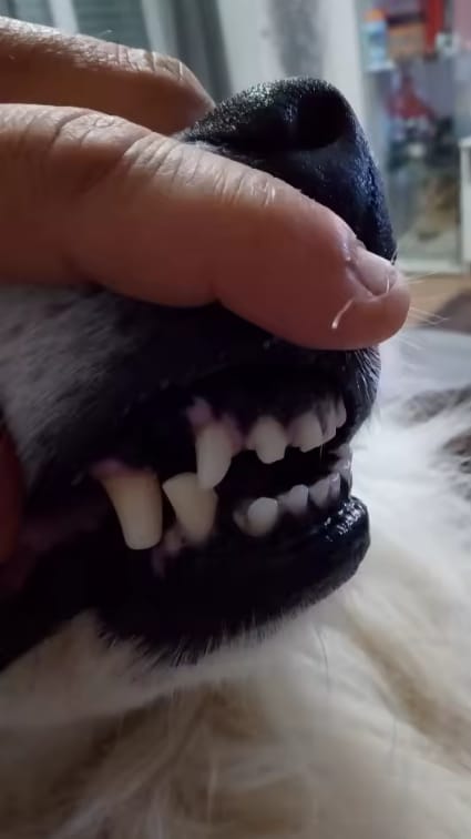 Customer photo review of Bright Bite™ — Pet Dental Cleaner