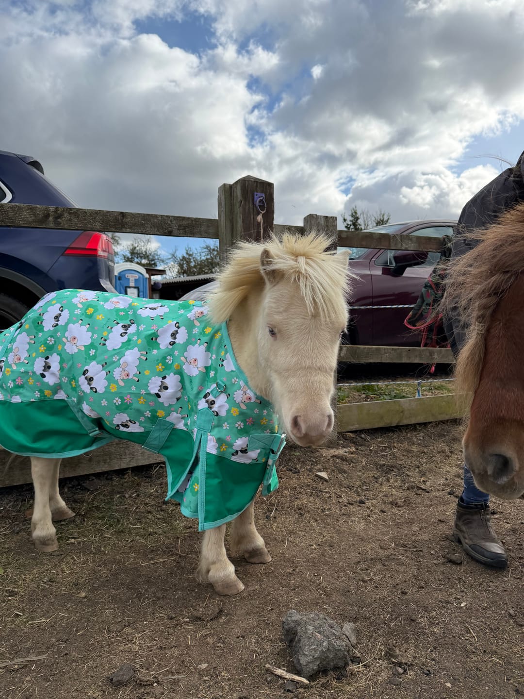 Customer photo review of Counting Sheep Turnout Rug