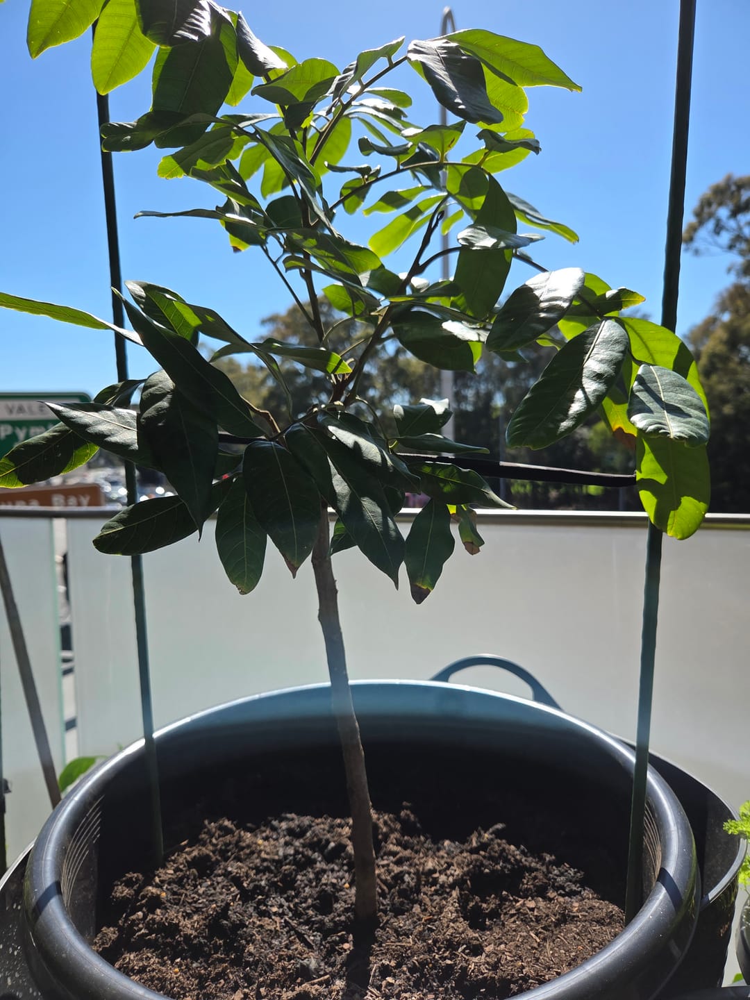 Customer photo review of Longanberry