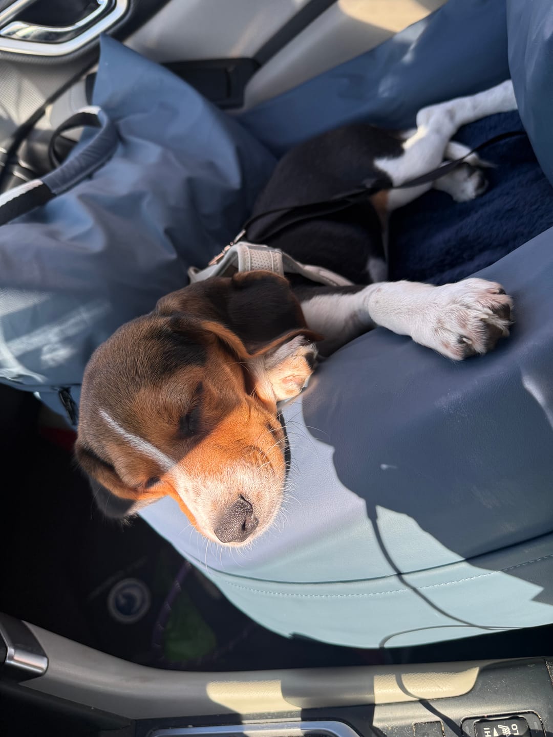 Customer photo review of Dog Dock V2 New With Latch Anchors PRE ORDER
