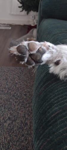 Customer photo review of 3 in 1 Electric Dog Trimmer