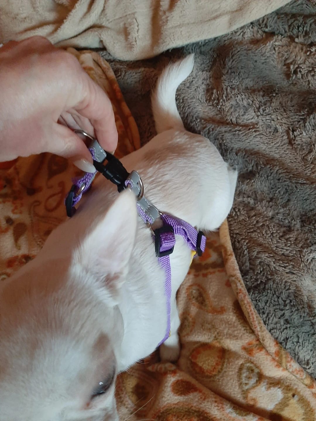 Customer photo review of Dogs Harness Vest Walking Traction Rope Reflective Straps Soft Mesh