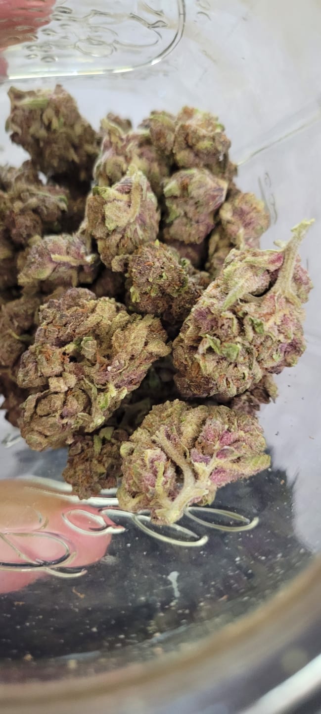 Customer photo review of Gorilla Glue THCA Flower