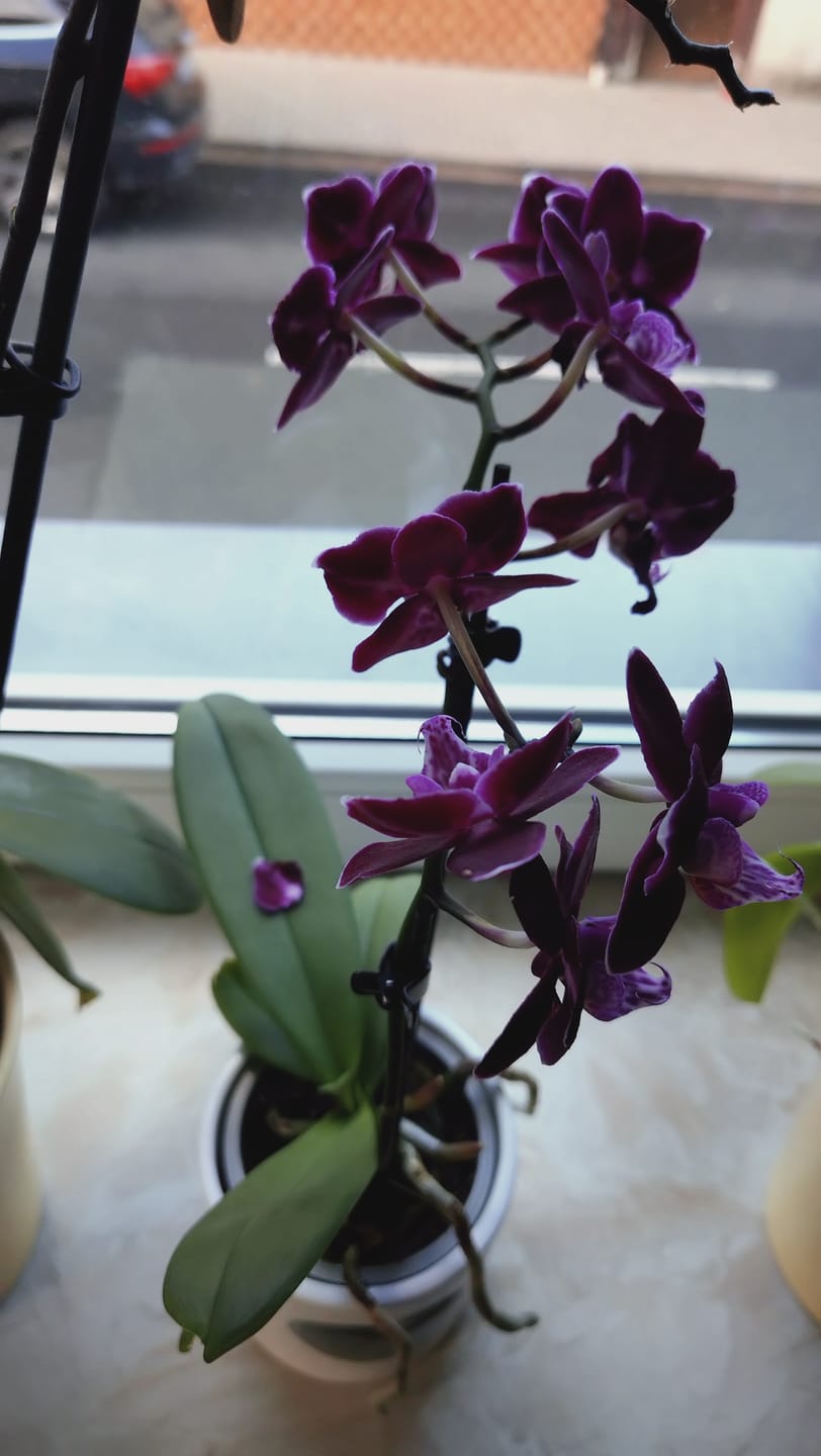Customer photo review of Table Dance Aliyah Black mit dunkelroten Blüten und 2+ Rispen
