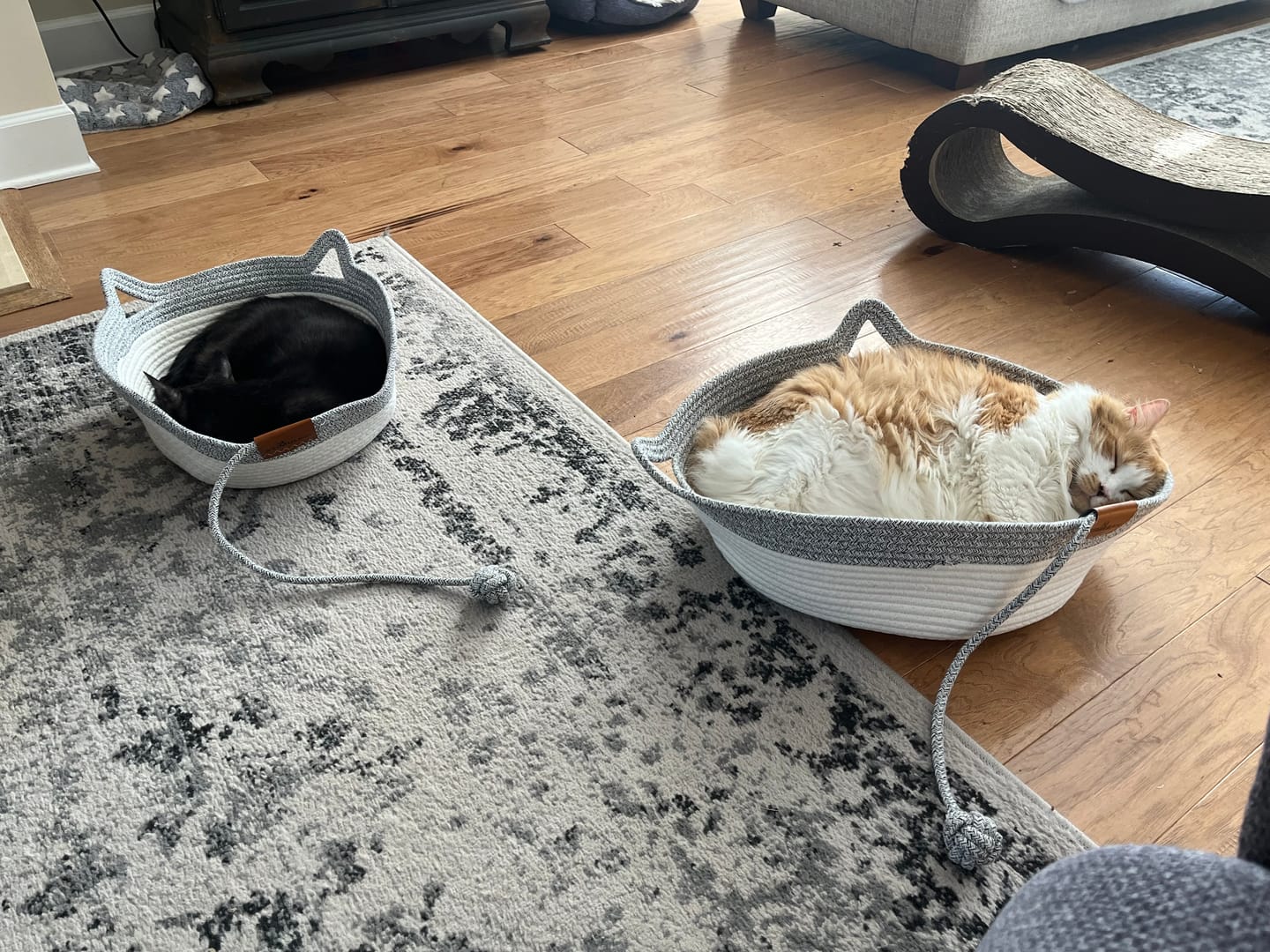 Customer photo review of Instinct Basket | Meet the first research-backed natural territory for indoor cats