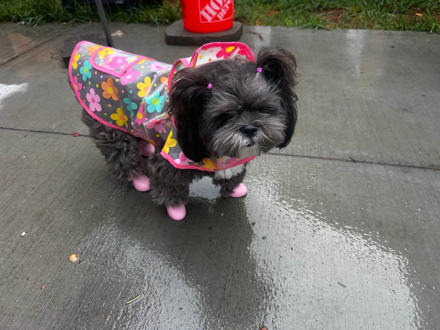 Customer photo review of WagWellies® by wagwear
