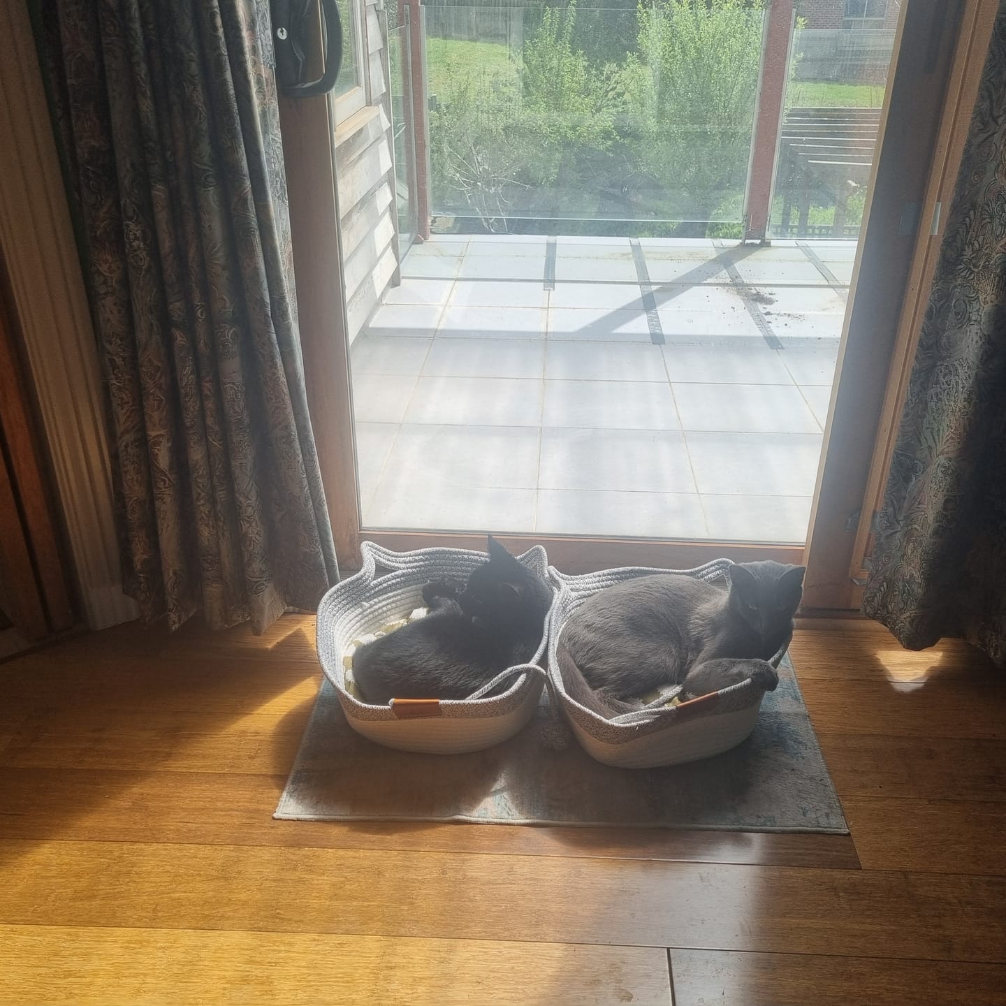 Customer photo review of Instinct Basket | Meet the first research-backed natural territory for indoor cats