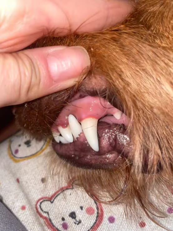 Customer photo review of Bright Bite™ — Pet Dental Cleaner