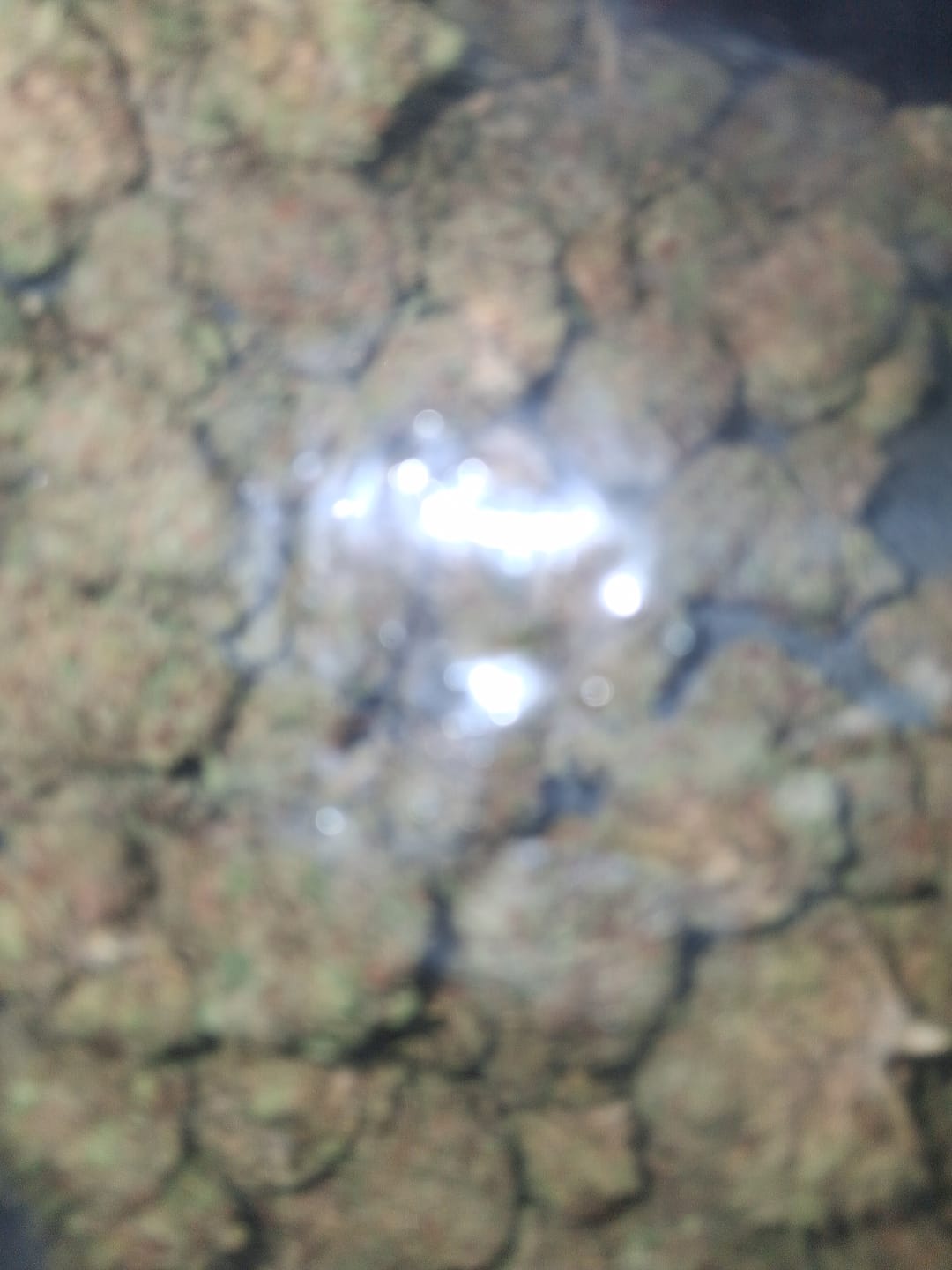 Customer photo review of Cheap THCA Smalls Pound