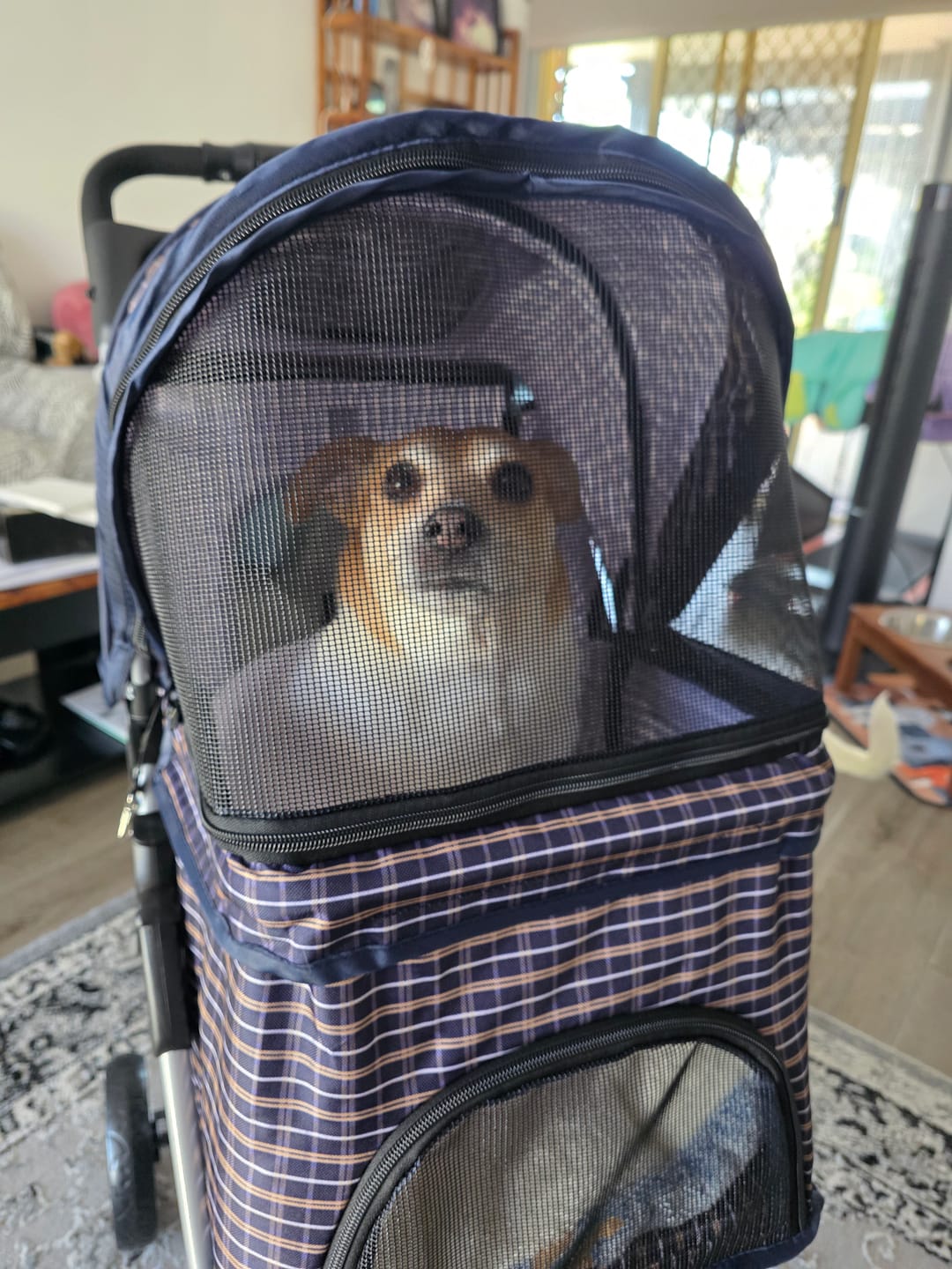 Customer photo review of Large Dog Stroller - 3 Wheels