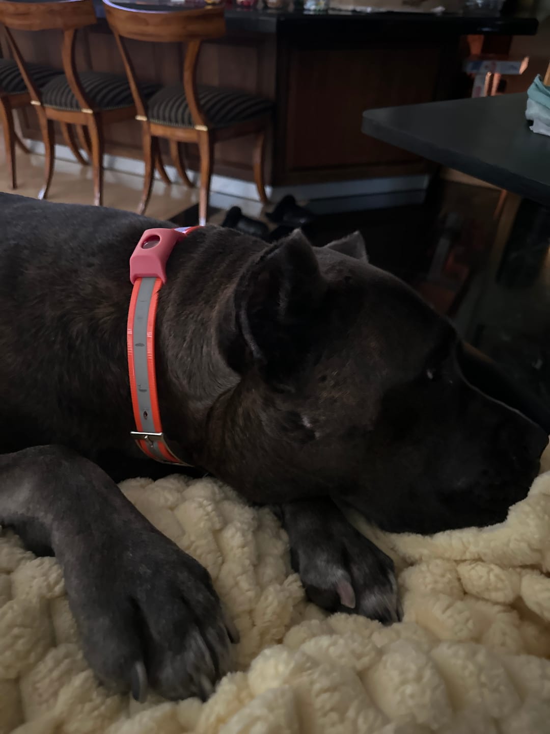 Customer photo review of FurLife™ 12 Months Flea and Tick Free