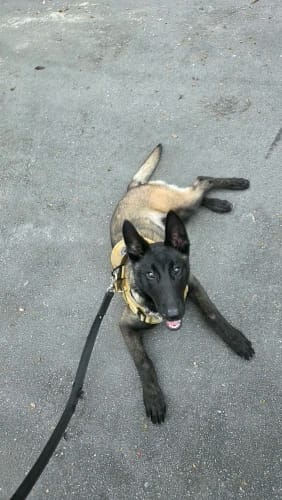 Customer photo review of 2-Piece Big Dog Harness & Lead Set – Heavy Duty Tactical No Pull