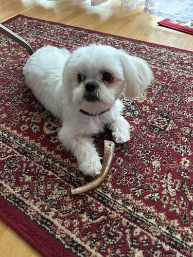 Customer's Hundeshampoo Schneeweiß-gepflegter weißer Hund liegt auf einem Teppich und spielt mit einem Knochen.